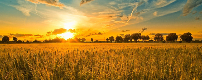 Champs de blé en Ukraine