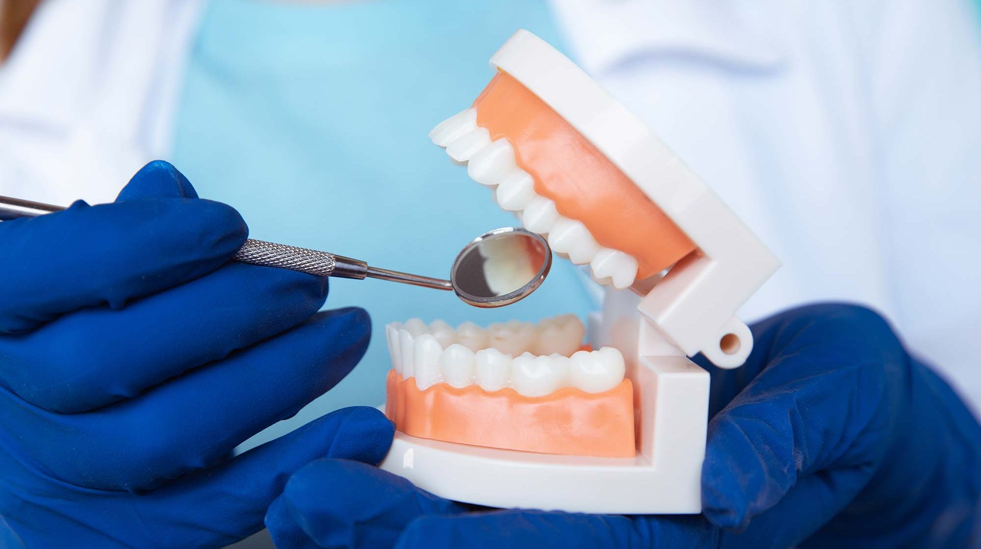 Mâchoire artificielle et dentiste